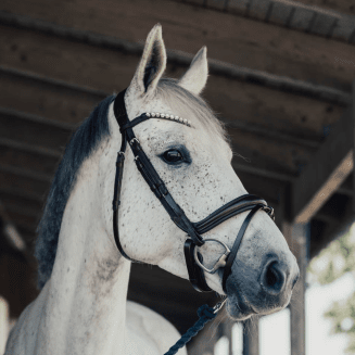 Brunt anatomiskt träns häst