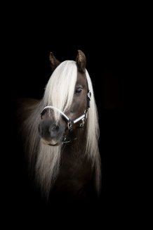 Grimma Shetland Stenar Källquist