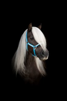 Grimma Shetland Stenar Källquist