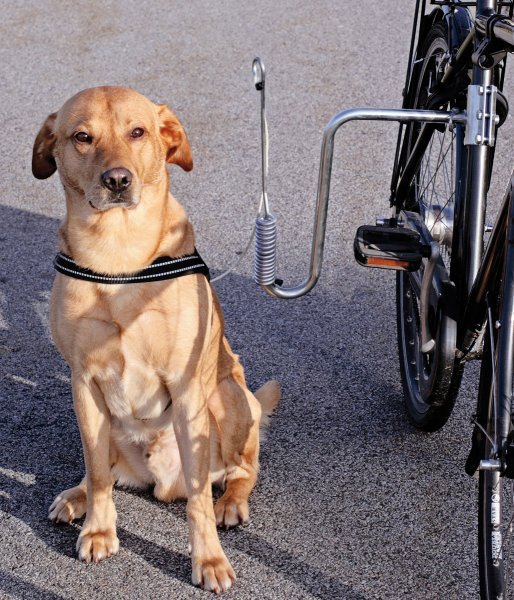 Cykelfäste Stabilt Hund Dogman